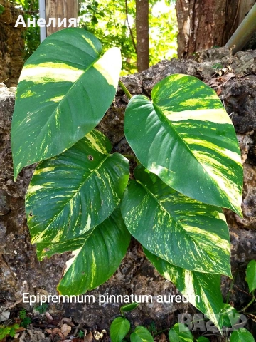 Листа двуцветни тропическа екзотика (Epipremnum aureum)
