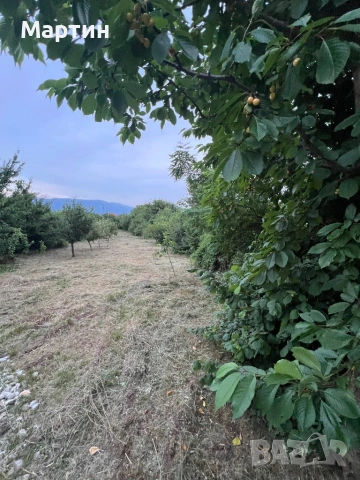 Косене на тревни площи и рязане на дърва и дървета, снимка 2 - Други услуги - 53969267