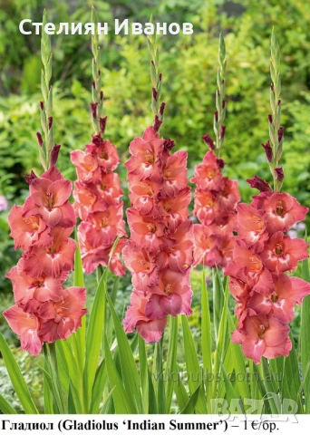 Гладиол (Gladiolus ‘Indian Summer’) - грудки