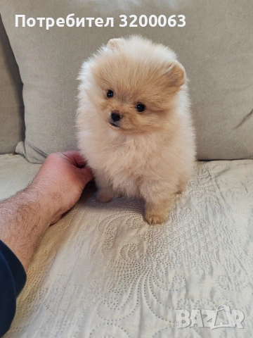 Померан мини женско.