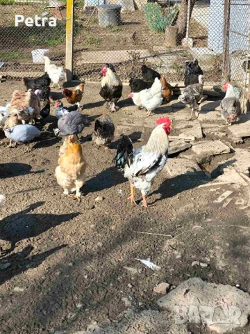 Кокошки и патици