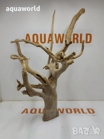 Корен Азалия 23