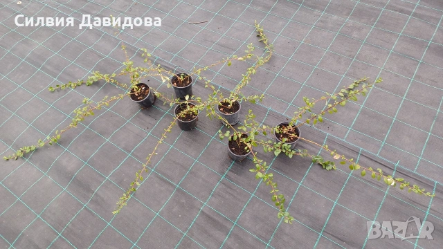 Котонеастър дамери , снимка 6 - Градински цветя и растения - 53776491