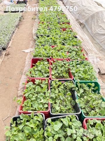 Продавам пъпеши и дини на подложка хибридни семена 