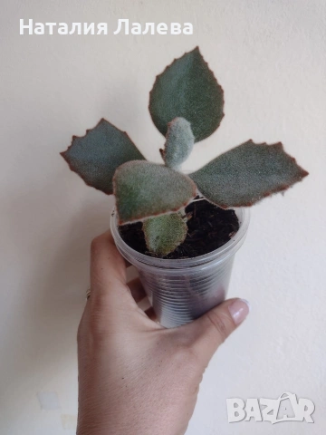 Каланхое, kalanchoe beharensis Fang
