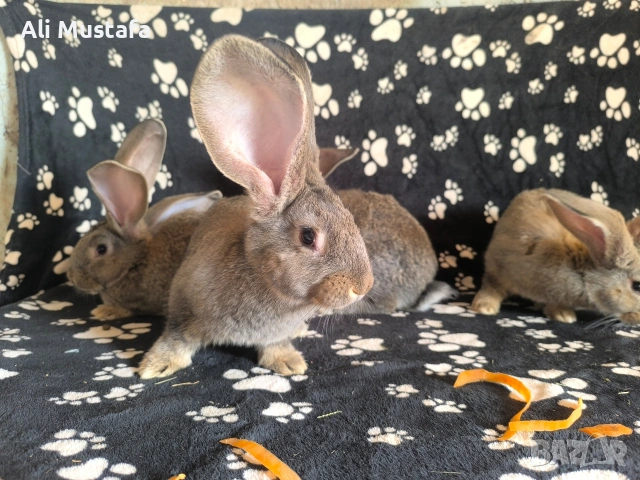 Зайци Великани и кочовати, снимка 11 - Други - 53465684