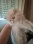 Уникални персийски котенца , снимка 5
