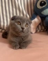 Шотландско коте (Scottish Fold), снимка 5