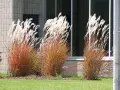Мискантус Пурпурасценс, Miscanthus sinensis 'Purpurascens' студоустойчива, декоративна трева!!!, снимка 4