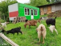 Продавам кози , снимка 9