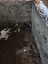 Малки пухкави зайчета, снимка 1