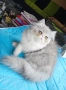 Персийски котенца , снимка 7
