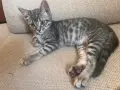 Шотландски клепоухи правоухи котета британски котки, снимка 1