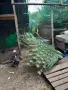 чифт индийски пауни, снимка 7