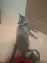 Подарява женска котка, снимка 7