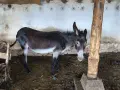 Магаре със самар спешно , снимка 1