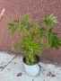 Sambucus “Golden Tower” , снимка 1