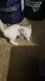 Котенца.на два месеца.чисто бели чудесни за домашен Любимец, снимка 4