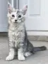 Котенца Мейн Куун, снимка 5