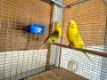 изложбени папагали транспорт до Бургас , снимка 2