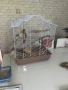 Продавам папагал Корела, снимка 4
