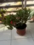 Цветя различни видове 4€-10€, снимка 1