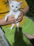 Подарявам малки котенца, снимка 3
