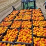 кайсии за ракия и за прясна консумация , снимка 1