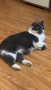 Британска котка , снимка 6