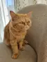 Продавам полуперсийско коте, снимка 2