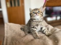 Британска късокосместа и шотландска клепоуха котка, снимка 3