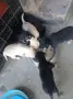 Класически пинчери 5 броя, снимка 2