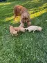 Английски кокер шпаньоли, снимка 5