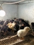 Голошийки и качулати пиленца , снимка 1