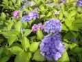 Hydrangea macrophylla ‘Yola’ (Хортензия ‘Йола’), снимка 2