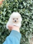 Померан мини момиче. Померанче, снимка 4