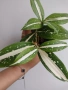 Драцена, dracena milky way, снимка 1