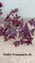 Оксалис Oxalis Triangularis , снимка 2