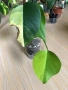 Monstera Marmorata Tricolor , снимка 1