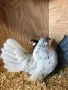Продавам сплаш Розкомб. , снимка 9