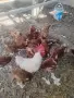 Кокошки носачки 4 евро , снимка 1