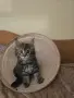 Котенца Мейн Куун, снимка 5