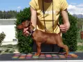 Миниатюрен Пинчер / zwergpinscher, снимка 5