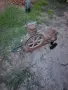 стар компресор работещ без мотор, снимка 3
