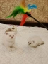 Шотландски котета ,сребърна чинчила, колорпойнт, дългокосместа котка, снимка 1