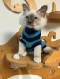 Бутикови котенца /Бирманска свещена котка, снимка 8
