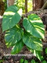 Листа двуцветни тропическа екзотика (Epipremnum aureum), снимка 1