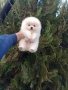 Мъжки и женски Померани.Реални снимки !, снимка 6