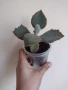 Каланхое, kalanchoe beharensis Fang, снимка 1