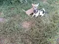 мъжки чихуахуа. , снимка 5